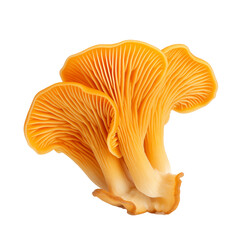 chanterelle mushroom isolated on white background
