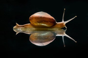 a small snail walks slowly past the mirror floor with a reflection shadow in the dark background