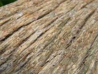 weathered wood texture
