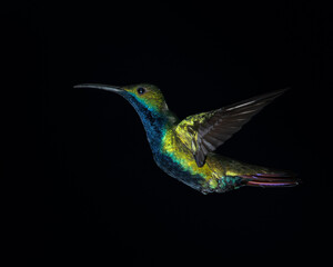 Anthracothorax nigricollis