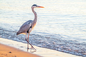 A heron hunting in the sea. Grey heron on the hunt