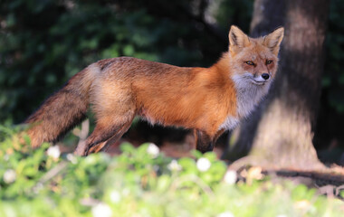 Fototapeta premium Red fox portrait close-up with green foreground