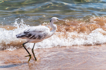 White Western Reef Heron (Egretta gularis) at Sharm el-Sheikh beach, Sinai, Egypt