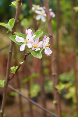 apple blossom flowers, Spring blossoms, apple blossom, apple tree in garden, Blooming fruit tree. Spring flowering of trees. Apple tree flower closeup