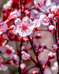 Close-up view of pink cherry blossom flower petal in Spring