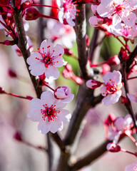Close-up view of pink cherry blossom flower petal in Spring