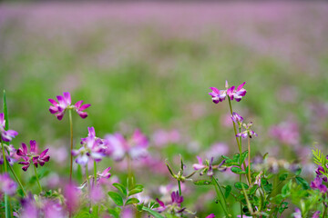 咲き乱れる蓮華