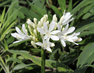 Cluster of white flowers on an Agapanthus plant in a garden