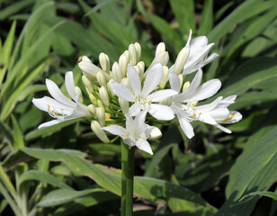 Fototapeta premium Cluster of white flowers on an Agapanthus plant in a garden
