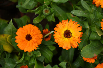 Calendula officinalis flower, orange calendula flower closeup, calendula, calendula flower, flowers, orange flowers