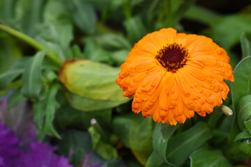 Calendula officinalis flower, orange calendula flower closeup, calendula, calendula flower, flowers, orange flowers