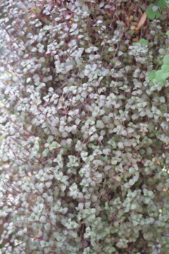 Callisia repens or known as creeping inchplant, Bolivian Jew, turtle vine, and kribo plant is a type of creeping succulent from the Commelinaceae family.