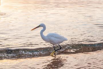 Great egret (Ardea alba), a medium-sized white heron fishing on the sea beach