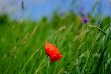 Single poppy in field of green grass, Charente Maritime, France