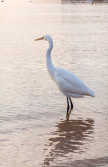 Great egret (Ardea alba), a medium-sized white heron fishing on the sea beach