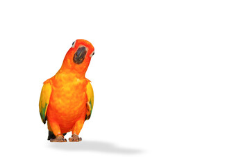 Colorful Sun Conure parrot with shadow isolated on transparent background png file