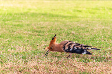 Eurasian hoopoe or Common hoopoe (Upupa epops) bird close-up on natural green grass background
