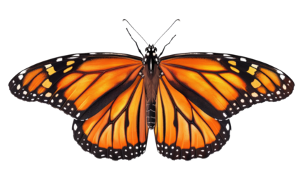 Monarch butterfly with its wings spread in isolated on transparent background