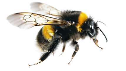 This is a photo of a bee. The bee is black and yellow and has a long proboscis. It is flying in mid-air in isolated on transparent background