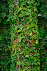 Dollar creeper is a species of climbing plant originating from the Genus ficus. Creeping fig. Ficus...