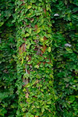 Dollar creeper is a species of climbing plant originating from the Genus ficus. Creeping fig. Ficus pumila.