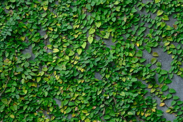 Dollar creeper is a species of climbing plant originating from the Genus ficus. Creeping fig. Ficus...