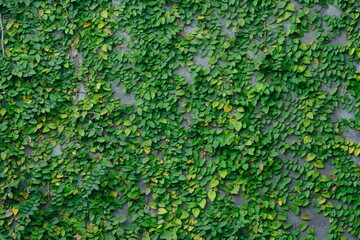 Dollar creeper is a species of climbing plant originating from the Genus ficus. Creeping fig. Ficus...