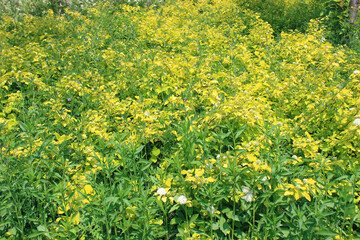 Obraz premium greenish yellow grass and plants tranquil and refreshing