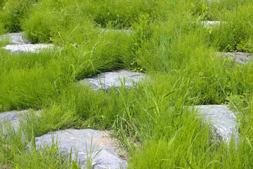 grass and stones tranquil scenery in summer