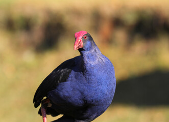 Close up portrait of an Australasian swamphen bird with blue purple plumage and red beak