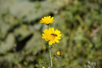 A honey bee on Crown daisies or Glebionis coronaria, or Chrysanthemum coronarium, yellow flowers