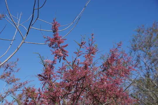 Salt cedar, or Tamarix hampeana, tree blossoming with pink flowers, in Attica, Greece