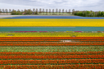 Arial view of bulb fields of bright colorful Tulips, Hyacinths and Daffodil in the Netherlands.