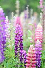 Lupine flowers, bursting with color, add vibrancy to spring gardens. Native to North America, these resilient blooms come in yellow, red, and purple. Their adaptability makes them ideal for planting b