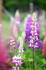 Fototapeta premium Lupine flowers, bursting with color, add vibrancy to spring gardens. Native to North America, these resilient blooms come in yellow, red, and purple. Their adaptability makes them ideal for planting b