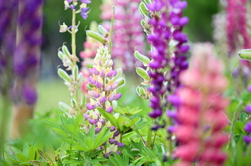 Lupine flowers, bursting with color, add vibrancy to spring gardens. Native to North America, these resilient blooms come in yellow, red, and purple. Their adaptability makes them ideal for planting b