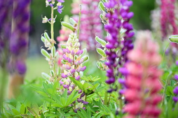 Lupine flowers, bursting with color, add vibrancy to spring gardens. Native to North America, these...