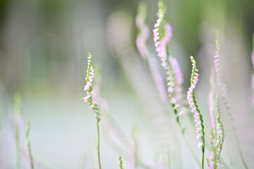 Rare North American orchid, Spiranthes sinensis, captivates with ribbon-like flower spikes. Dubbed 