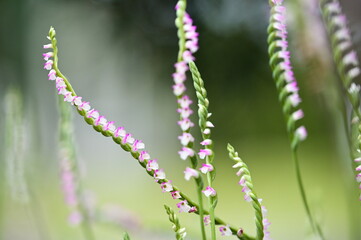 Rare North American orchid, Spiranthes sinensis, captivates with ribbon-like flower spikes. Dubbed 