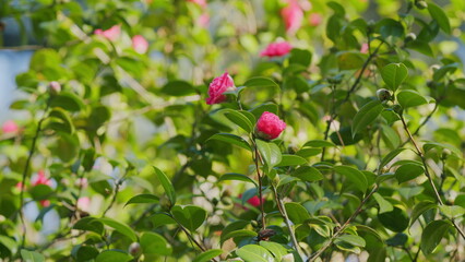 Evergreen Shrub Or Small Tree. Pretty Garden Flowers. Camellia Bloom On Green Bush.