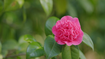 Camellia Branch With Flowers. Flower Blooming On Green Leaves Background In Sun Rays Lights.