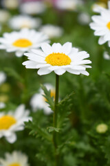 Fototapeta premium Oxeye daisy (Leucanthemum vulgare) blooming in spring, White flowers in the garden closeup, Wild daisy flowers growing on meadow, white chamomiles on green grass background. Oxeye daisy