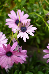 Purple cape marguerite flowers, Lavender Cape Marguerite daisy frontal view; closeup, Purple Cape marguerite daisies flowers top view