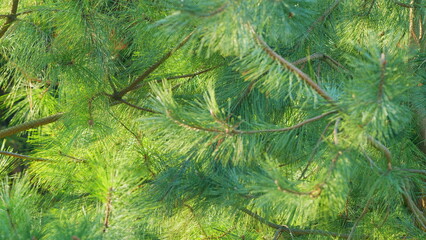 Pine Tree With Pine Needles. Cluster Of Pine Tree Needles In The Forest. Bokeh. Out of focus.