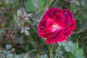 red rose flower closeup in garden, Beautiful blooming red rose in the garden with text space, Nature background