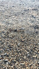 pebbles water sandy beach shore low angle view wet wave shoreline pebbles sandy lakeside surface