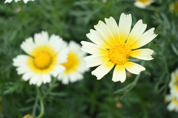 Obraz premium Closeup of beautiful white yellow crown daisy flower closeup, Crown daisy (Glebionis coronaria) in the field close up, white and yellow flower