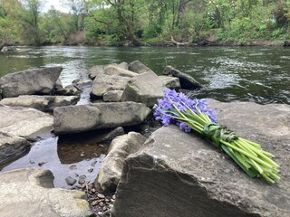Blumenstrauß mit lila Blumen liegt am Fluss auf einem Felsen als Zeichen der Trauer
