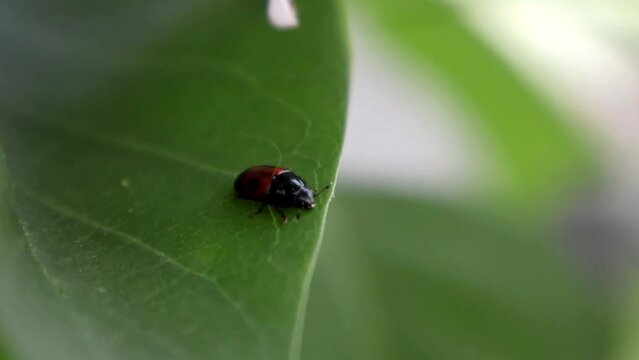 Tiny Treasure Hunter: Sap Beetle on a Green Leaf