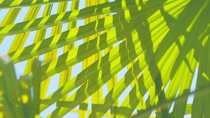 Bright Green Leaf Texture. Ecological Concept. Beautiful Palm Leaves Of Tree In Sunlight. Close up.